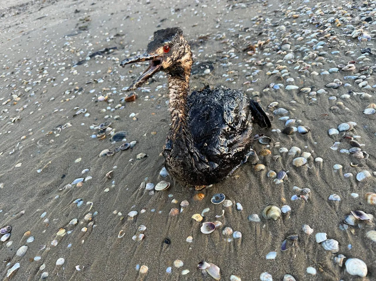 Only 15% of birds rescued after Russia’s Black Sea oil spill survive in rehab centers